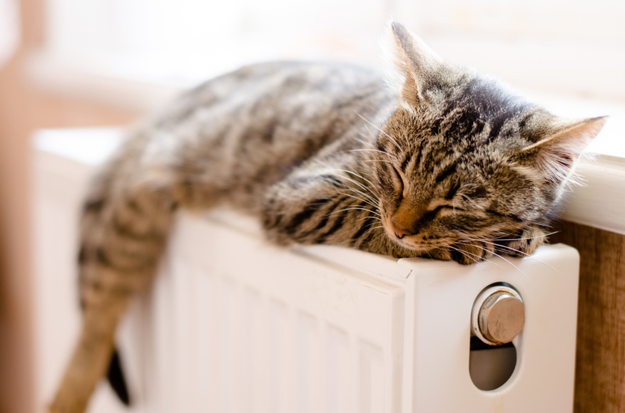 mačka na radiátore